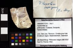 Foto (Objket + Etiketten) von Tanidromites sp. 